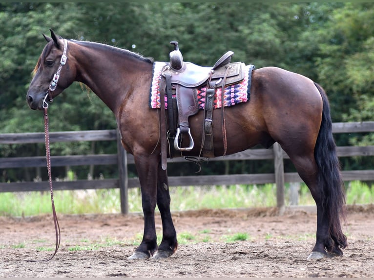 Friesian horses Mix Gelding 6 years 16 hh in Strasburg
