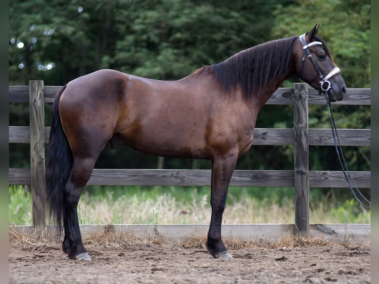 Friesian horses Mix Gelding 6 years 16 hh in Strasburg