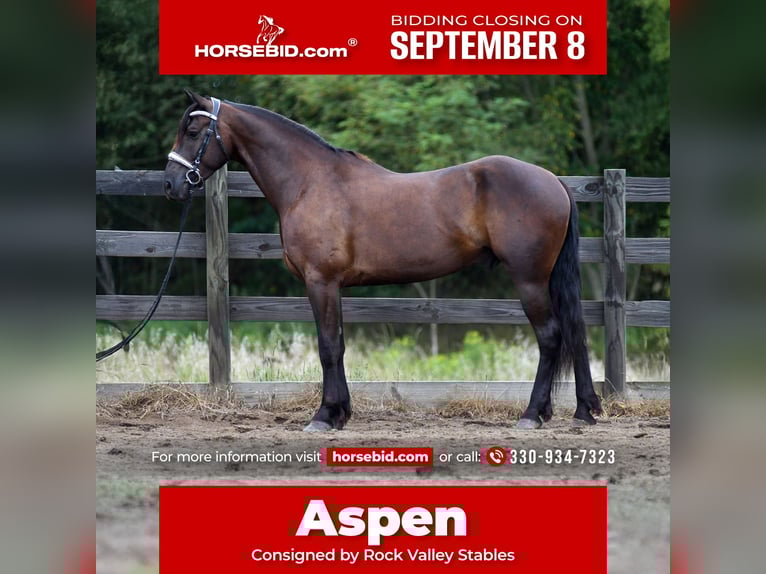Friesian horses Mix Gelding 6 years 16 hh in Strasburg