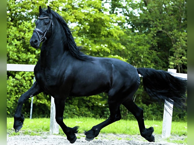 Friesian horses Gelding 6 years 16 hh in Santa Barbara