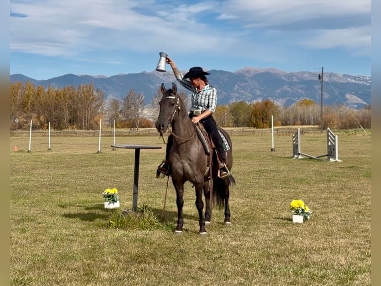 Friesian horses Mix Gelding 6 years 16 hh Grullo in Bozeman