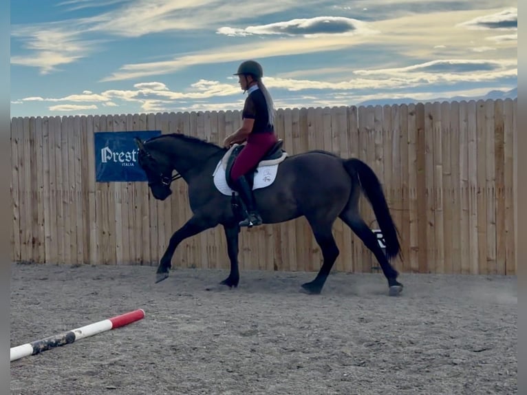 Friesian horses Mix Gelding 6 years 16 hh Grullo in Bozeman