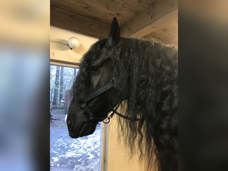 Friesian horses Gelding 6 years 16 hh Grullo in Sölvesborg