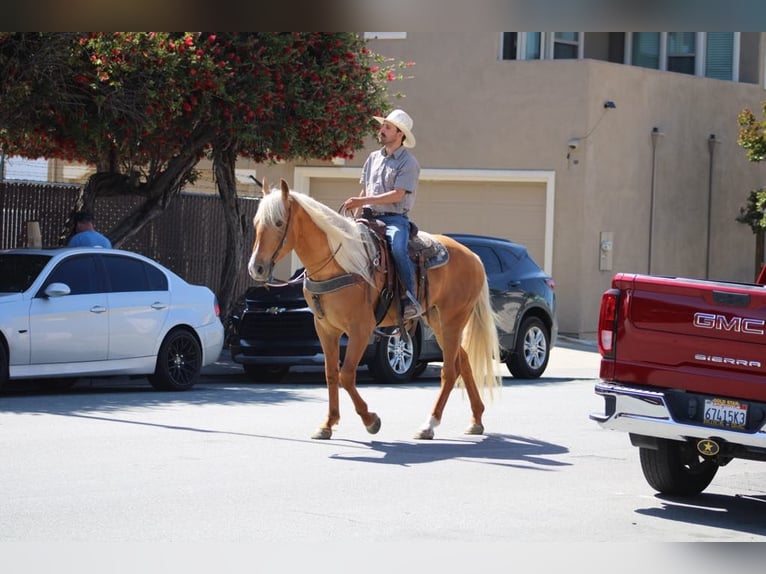 Friesian horses Gelding 6 years 16 hh Palomino in Paicines CA
