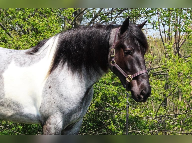 Friesian horses Mix Gelding 6 years 16 hh Roan-Blue in Millerstown, PA