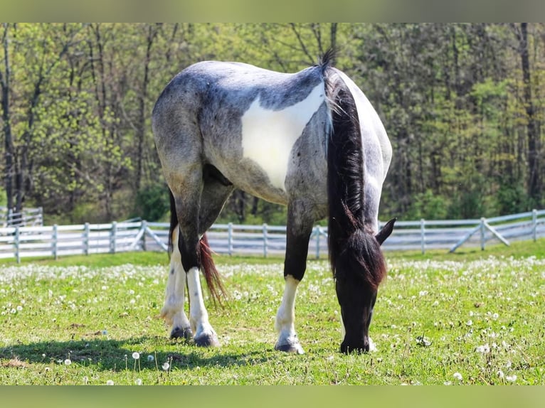 Friesian horses Mix Gelding 6 years 16 hh Roan-Blue in Millerstown, PA