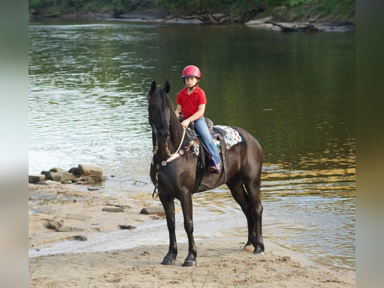 Friesian horses Gelding 6 years 16,1 hh Black in Lisbon