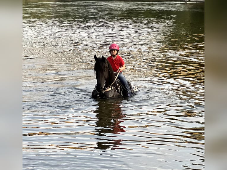 Friesian horses Gelding 6 years 16,1 hh Black in Lisbon