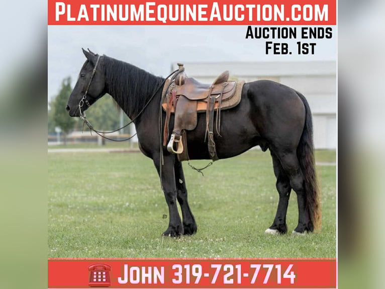 Friesian horses Gelding 6 years 16,1 hh Black in Lisbon