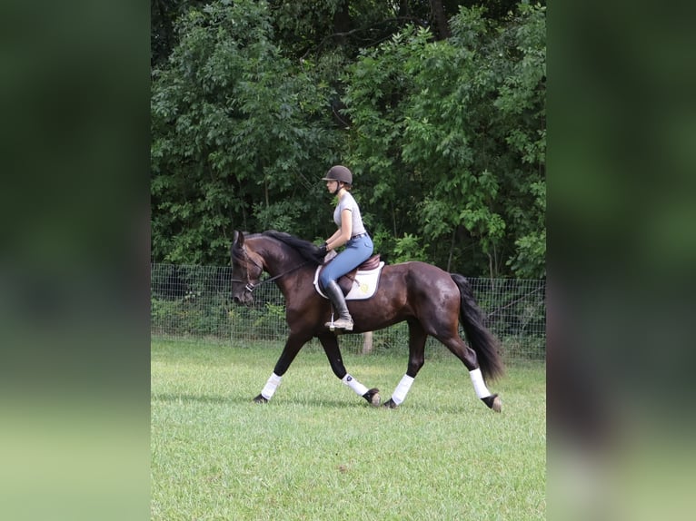 Friesian horses Mix Gelding 6 years 16,1 hh Black in Howell, MI