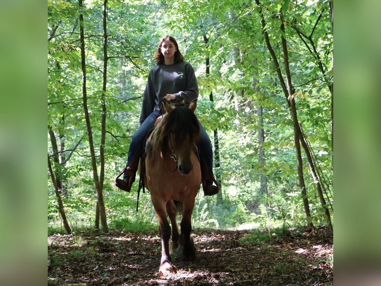 Friesian horses Mix Gelding 6 years 16,1 hh Black in Howell, MI