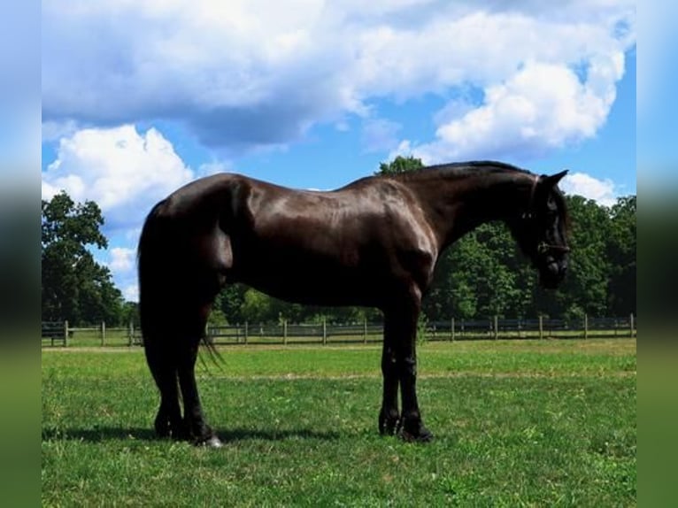 Friesian horses Mix Gelding 6 years 16,1 hh Black in Howell, MI
