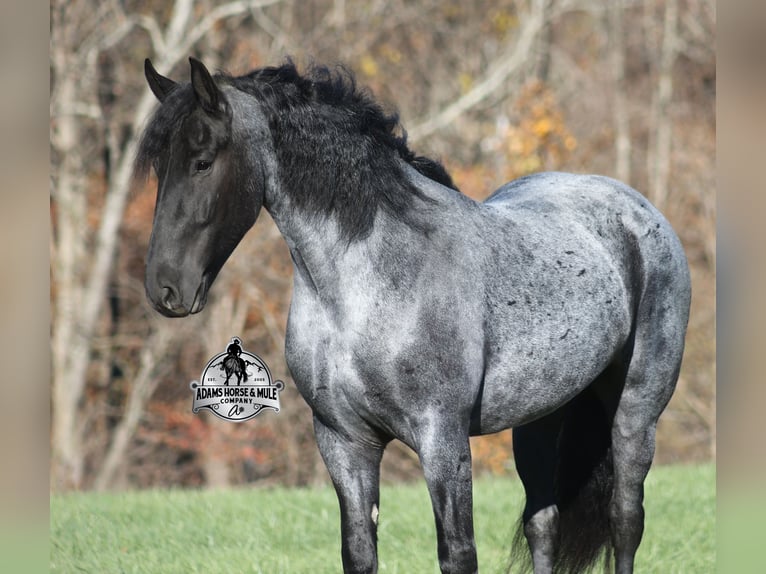 Friesian horses Mix Gelding 6 years 16,1 hh Roan-Blue in Mount Vernon