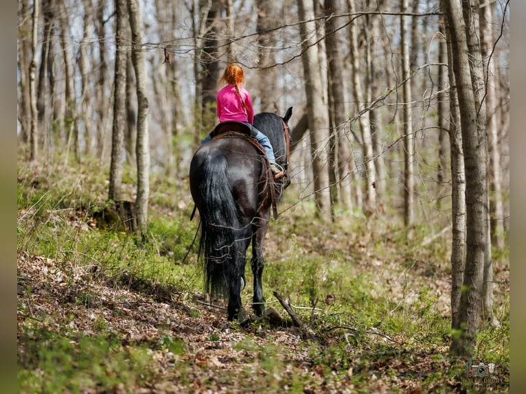Friesian horses Mix Gelding 6 years 16,2 hh Black in Auburn