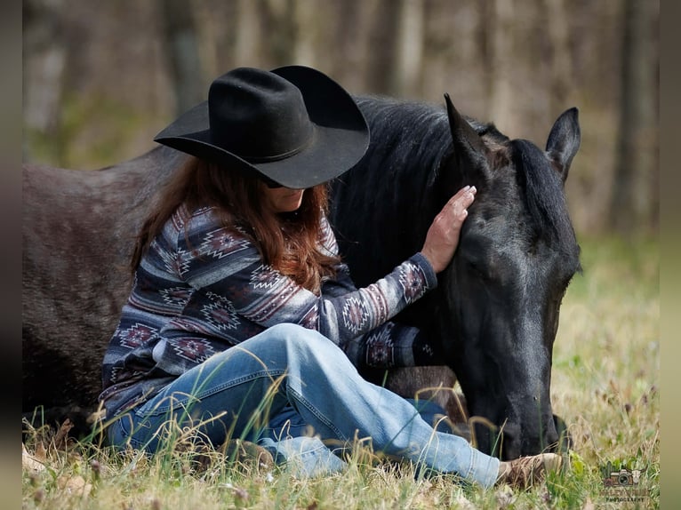Friesian horses Mix Gelding 6 years 16,2 hh Black in Auburn