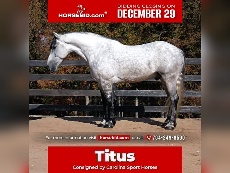 Friesian horses Mix Gelding 6 years 16,2 hh Grey in Clover