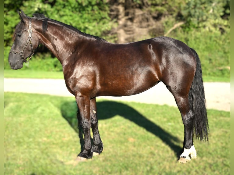 Friesian horses Gelding 6 years 16,3 hh Black in Warsaw