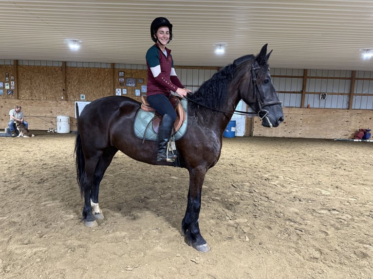 Friesian horses Gelding 6 years 16,3 hh Black in Warsaw