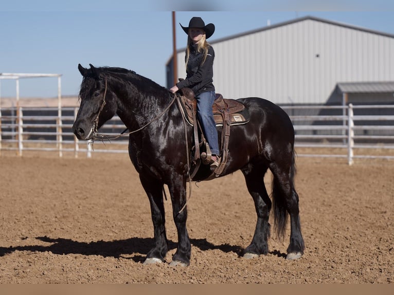 Friesian horses Mix Gelding 6 years 17 hh Black in Canyon, TX