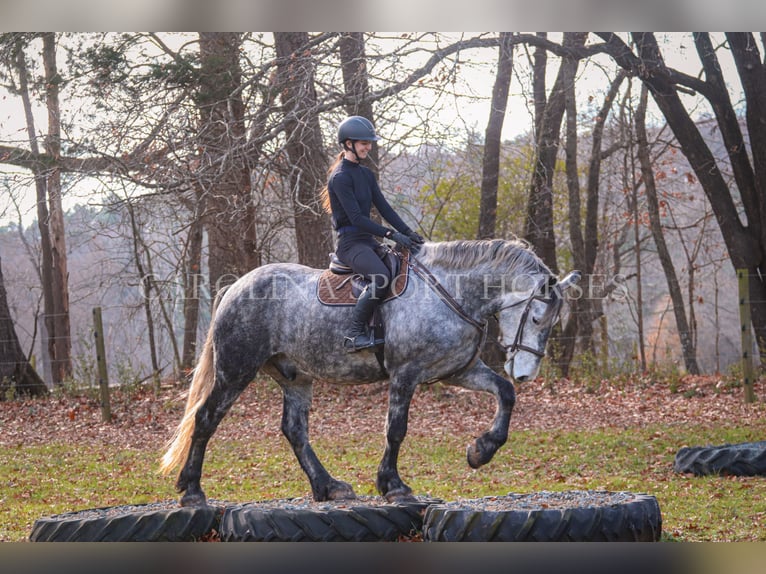 Friesian horses Mix Gelding 6 years 17 hh Gray in Clover, SC