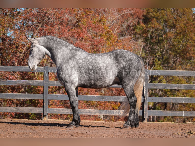 Friesian horses Mix Gelding 6 years 17 hh Gray in Clover, SC