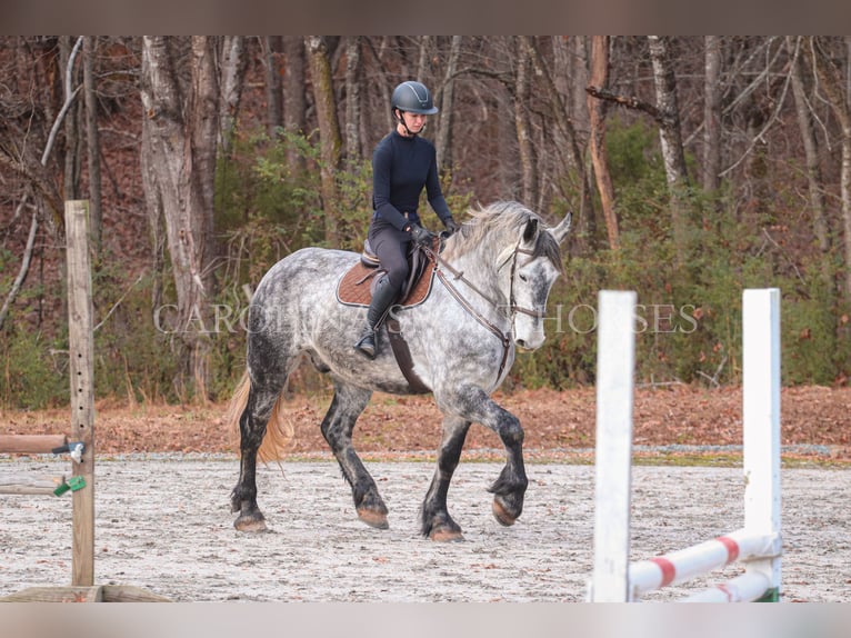 Friesian horses Mix Gelding 6 years 17 hh Gray in Clover, SC