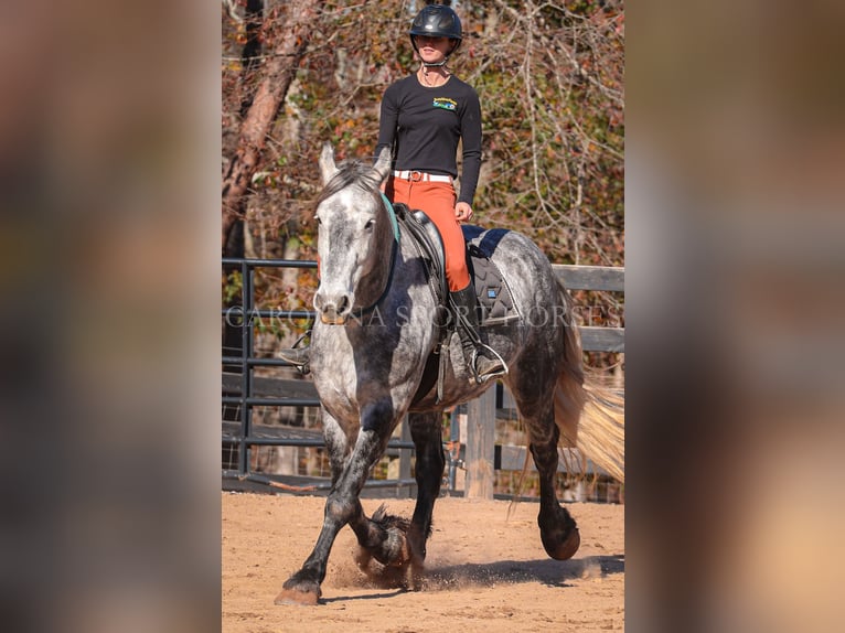 Friesian horses Mix Gelding 6 years 17 hh Gray in Clover, SC