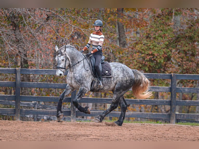 Friesian horses Mix Gelding 6 years 17 hh Gray in Clover, SC