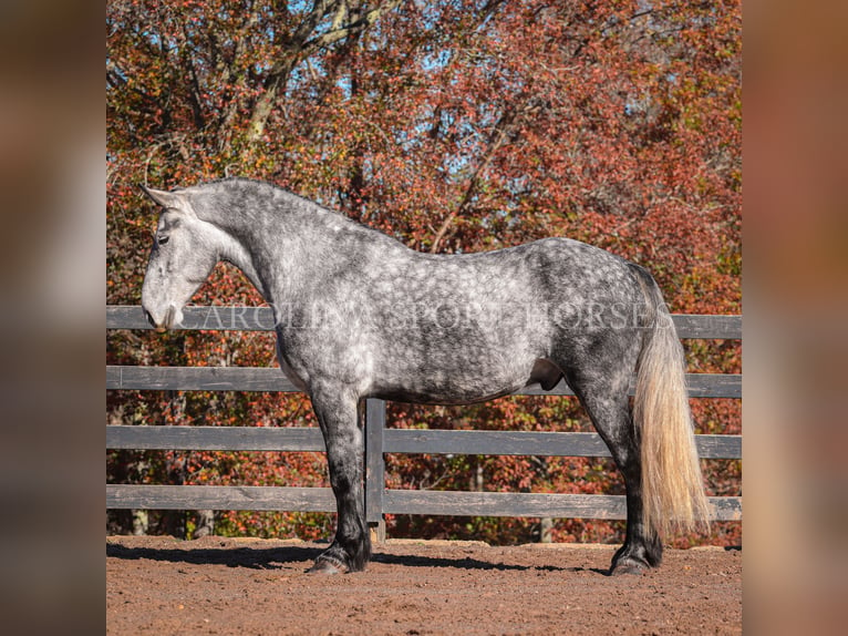 Friesian horses Mix Gelding 6 years 17 hh Gray in Clover, SC