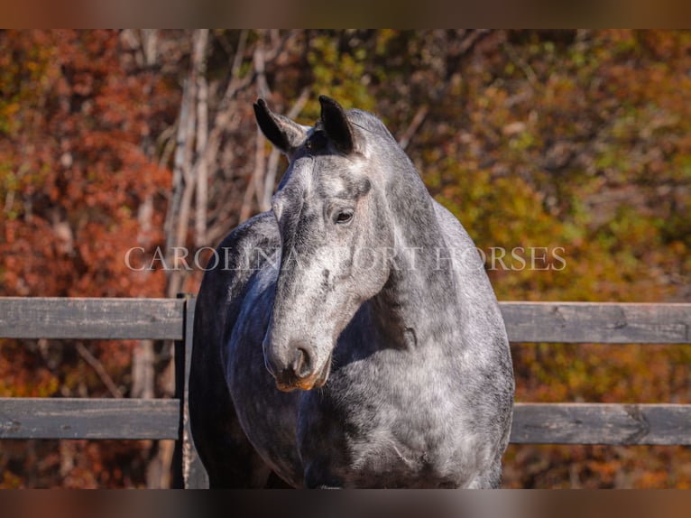 Friesian horses Mix Gelding 6 years 17 hh Gray in Clover, SC