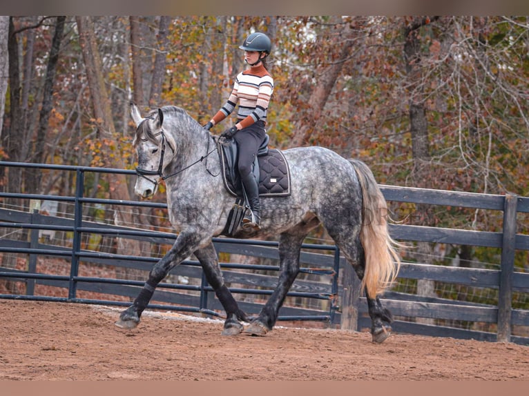 Friesian horses Mix Gelding 6 years 17 hh Gray in Clover, SC