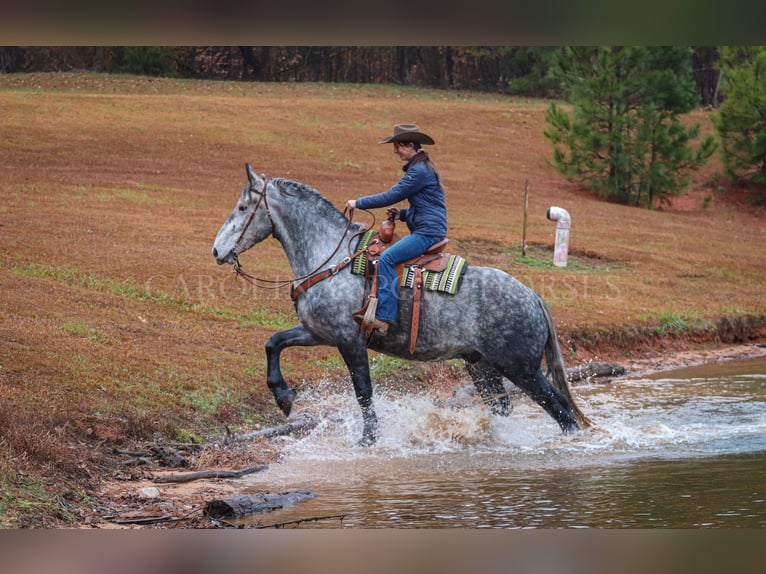 Friesian horses Mix Gelding 6 years 17 hh Gray in Clover, SC