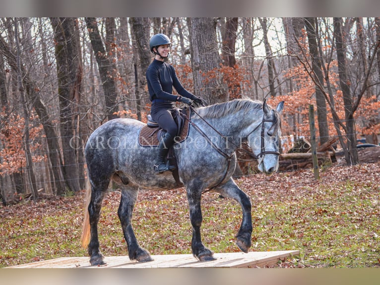 Friesian horses Mix Gelding 6 years 17 hh Gray in Clover, SC