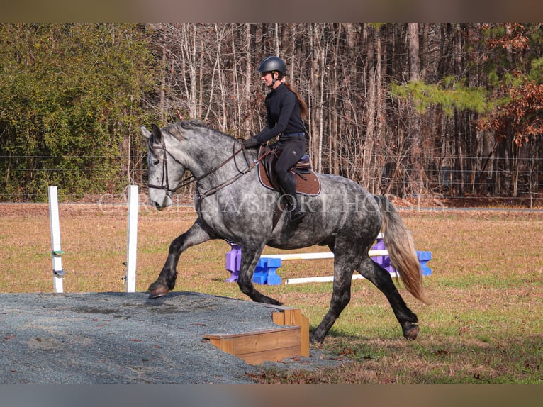 Friesian horses Mix Gelding 6 years 17 hh Gray in Clover, SC