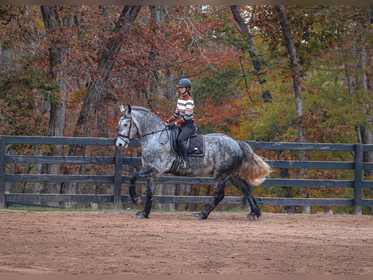 Friesian horses Mix Gelding 6 years 17 hh Gray in Clover, SC