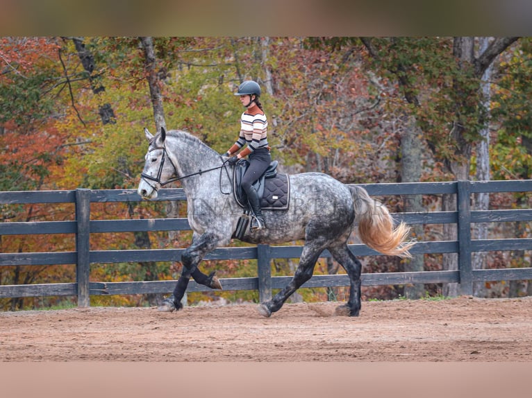 Friesian horses Mix Gelding 6 years 17 hh Gray in Clover, SC