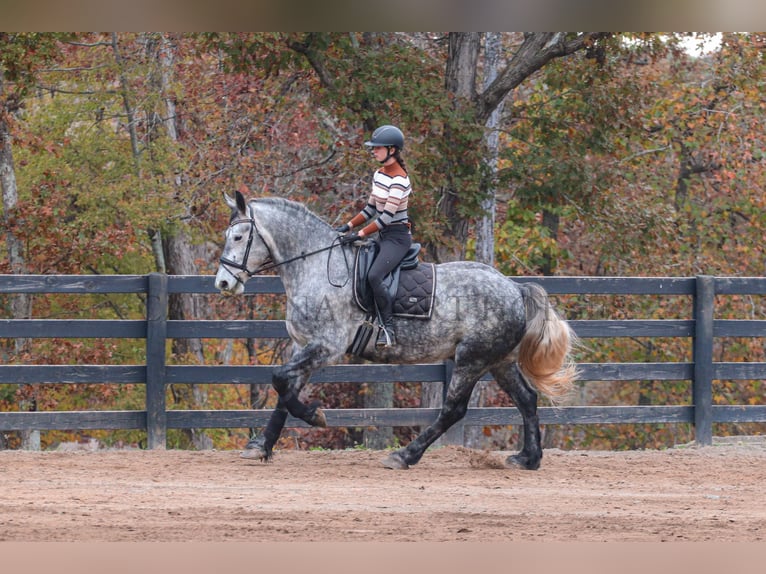 Friesian horses Mix Gelding 6 years 17 hh Gray in Clover, SC