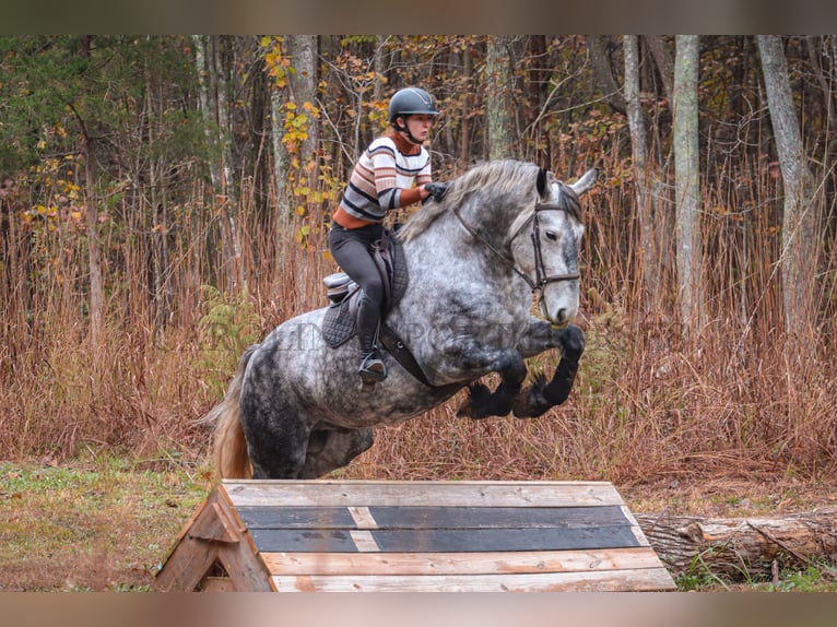 Friesian horses Mix Gelding 6 years 17 hh Gray in Clover, SC