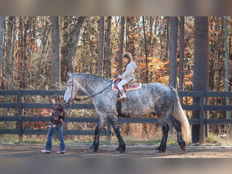 Friesian horses Mix Gelding 6 years 17 hh Gray in Clover, SC