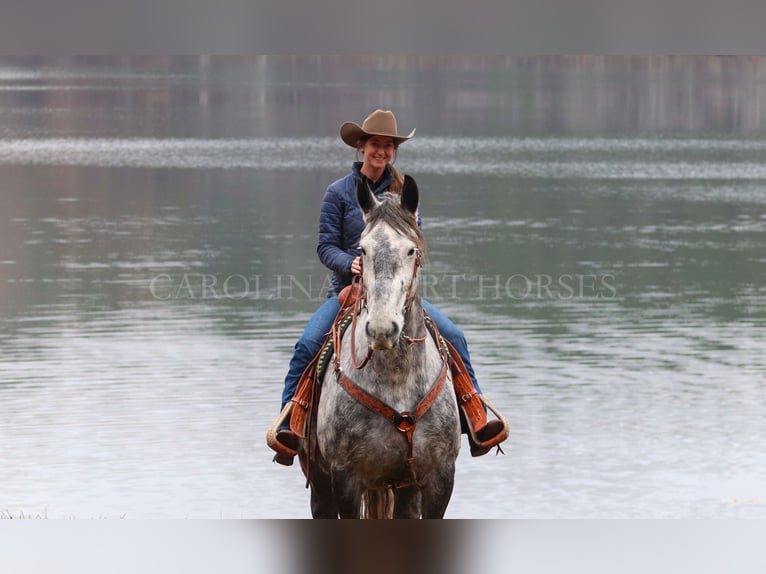 Friesian horses Mix Gelding 6 years 17 hh Gray in Clover, SC