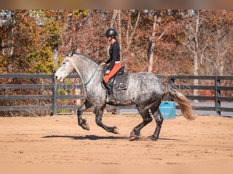 Friesian horses Mix Gelding 6 years 17 hh Gray in Clover, SC