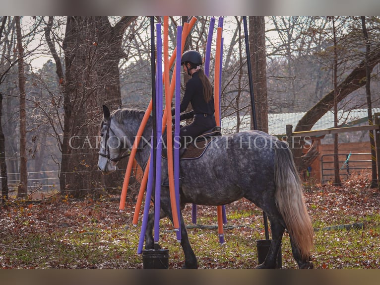 Friesian horses Mix Gelding 6 years 17 hh Gray in Clover, SC