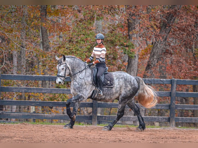 Friesian horses Mix Gelding 6 years 17 hh Gray in Clover, SC