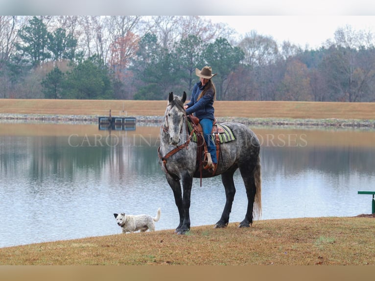 Friesian horses Mix Gelding 6 years 17 hh Gray in Clover, SC