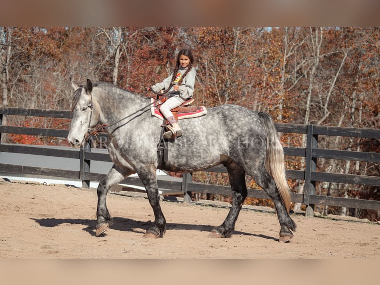 Friesian horses Mix Gelding 6 years 17 hh Gray in Clover, SC