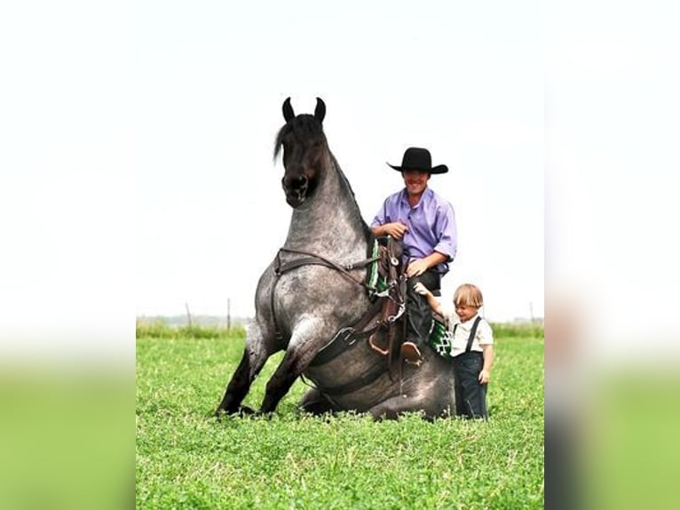 Friesian horses Gelding 6 years 17 hh Roan-Blue in Fairbank IA