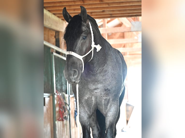 Friesian horses Gelding 6 years 17 hh Roan-Blue in Fairbank IA