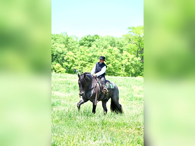 Friesian horses Gelding 6 years 17 hh Roan-Blue in Fairbank IA