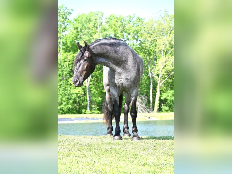 Friesian horses Gelding 6 years 17 hh Roan-Blue in Fairbank IA