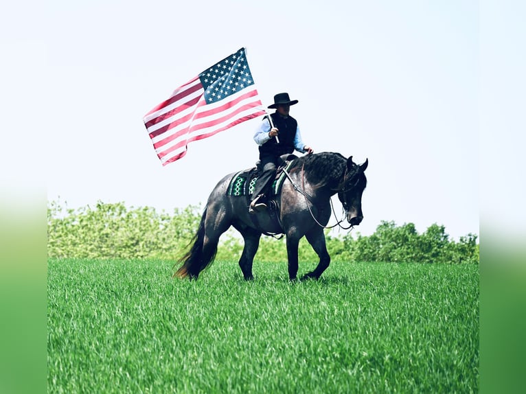 Friesian horses Gelding 6 years 17 hh Roan-Blue in Fairbank IA